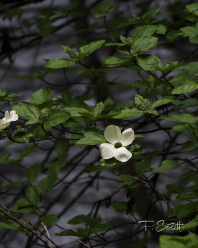 Doogwood blooms in Yosemite.