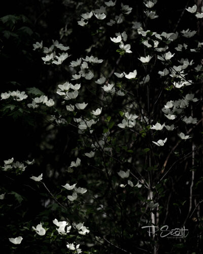 Dogwood blooms in May