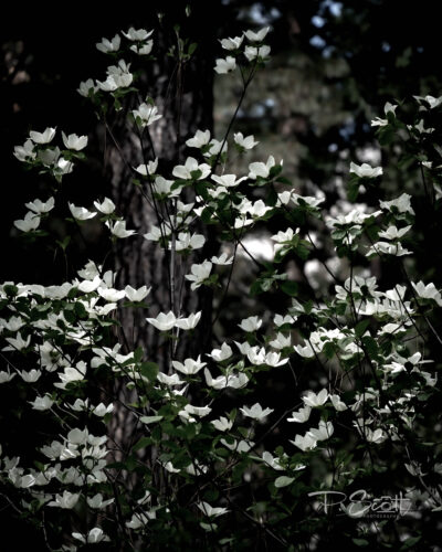Dogwood blooms in Yosemite Valley.