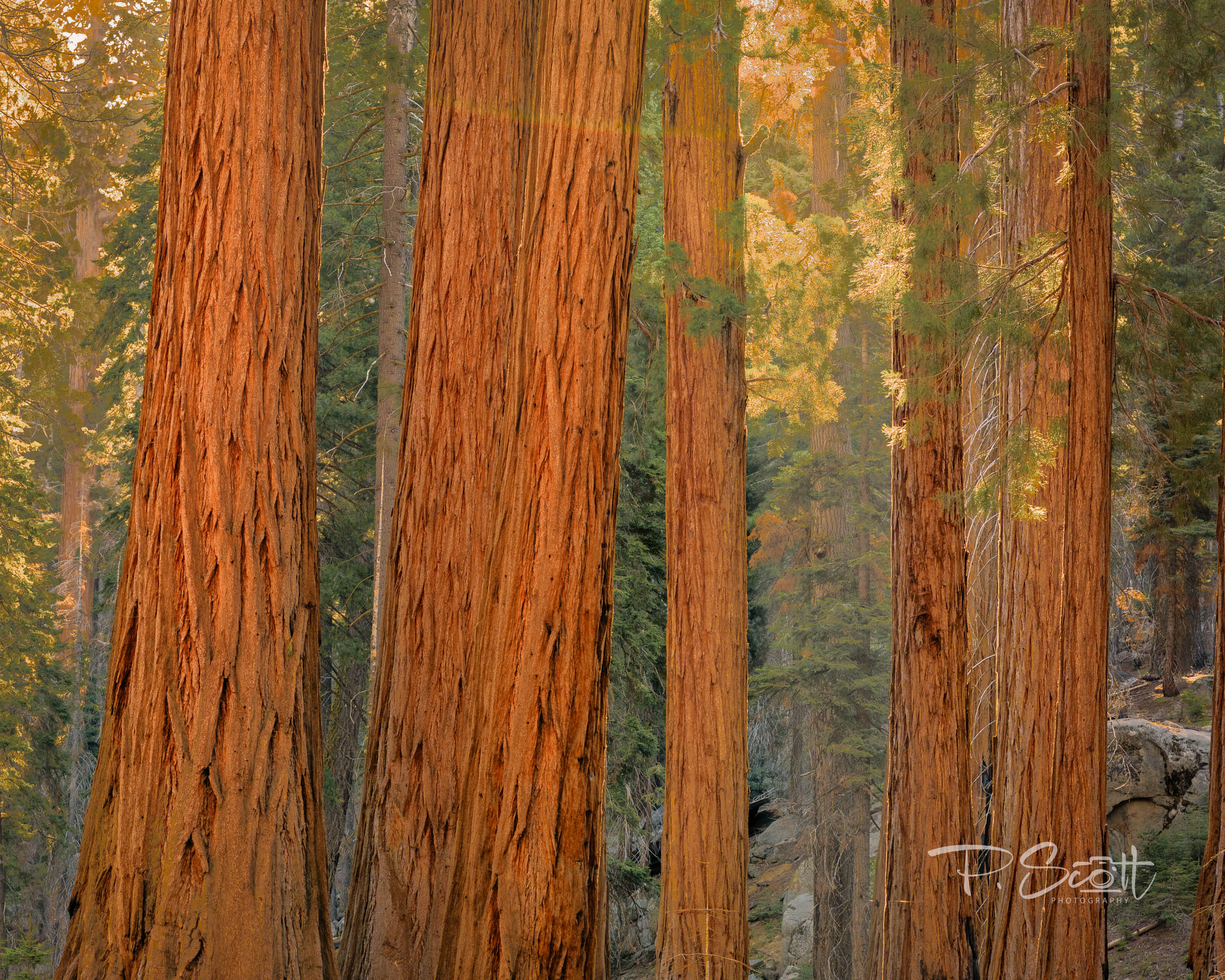 Giant Sequoias in the morning light