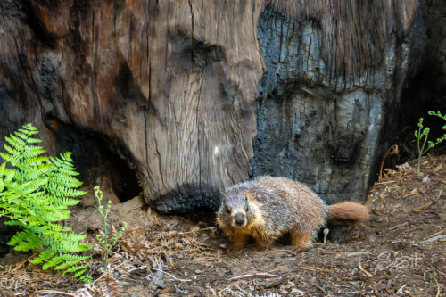 Marmot