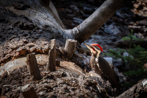 Woodpecker